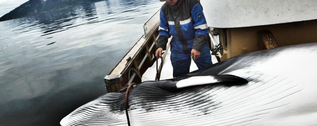 Власти Исландии на пять лет продлили разрешение на китовую охоту