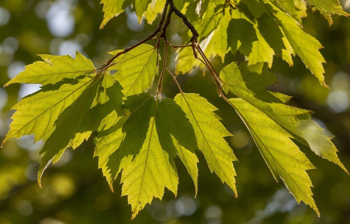 С 1 марта владельцам участков придется уничтожать клен ясенелистный