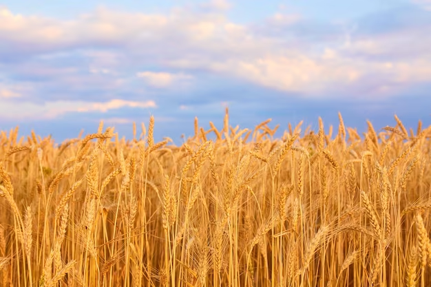 Омские селекционеры за три года работы вывели разноцветные зерна пшеницы