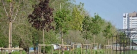 Более 2 млн деревьев будет высажено в Оренбургской области до конца весны