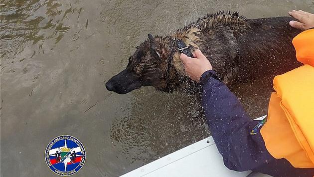 Спасатели МАСС достали из Оби тонущую овчарку в Новосибирске