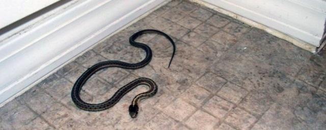 Житель Волгограда встретился со змеей на своей кухне