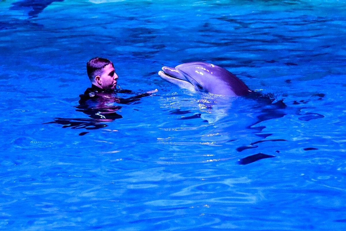 В Британии дельфин-афалина напал на женщин в гидрокостюмах
