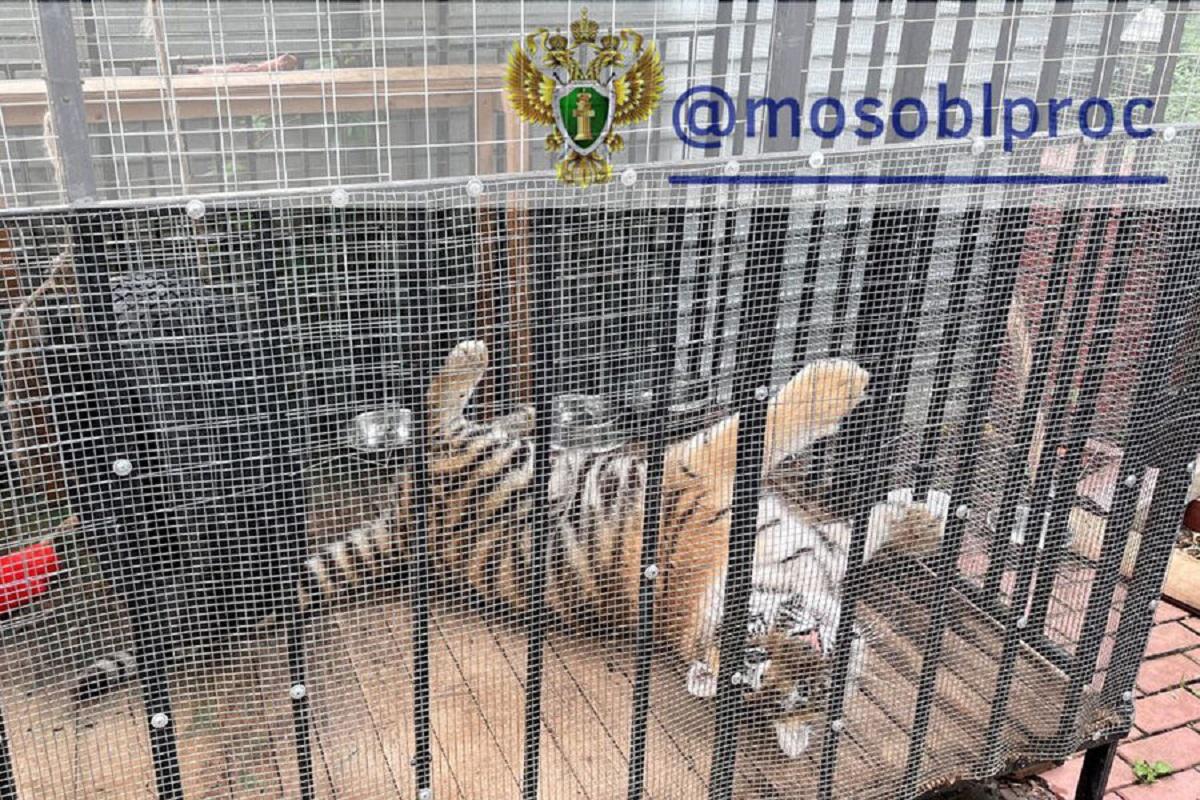 После проверки прокуроров у семьи из Подмосковья изъяли двух хищных животных