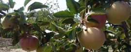 В 2021 году в Дагестане увеличился урожай садов, составив 24 тысячи тонн фруктов