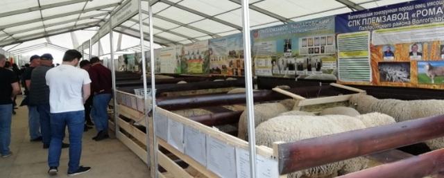 20 регионов страны представили в Волгограде лучшие породы овец и коз