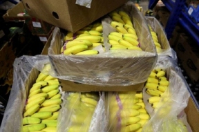 В Петербурге в контейнере с бананами из Антверпена обнаружили кокаин на 165 млн рублей