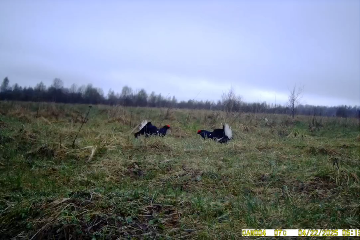 Танцующие тетерева Новгородчины стали звездами нового документального проекта