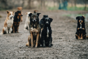 В г.о. Щелково с начала года отловили 158 бездомных собак