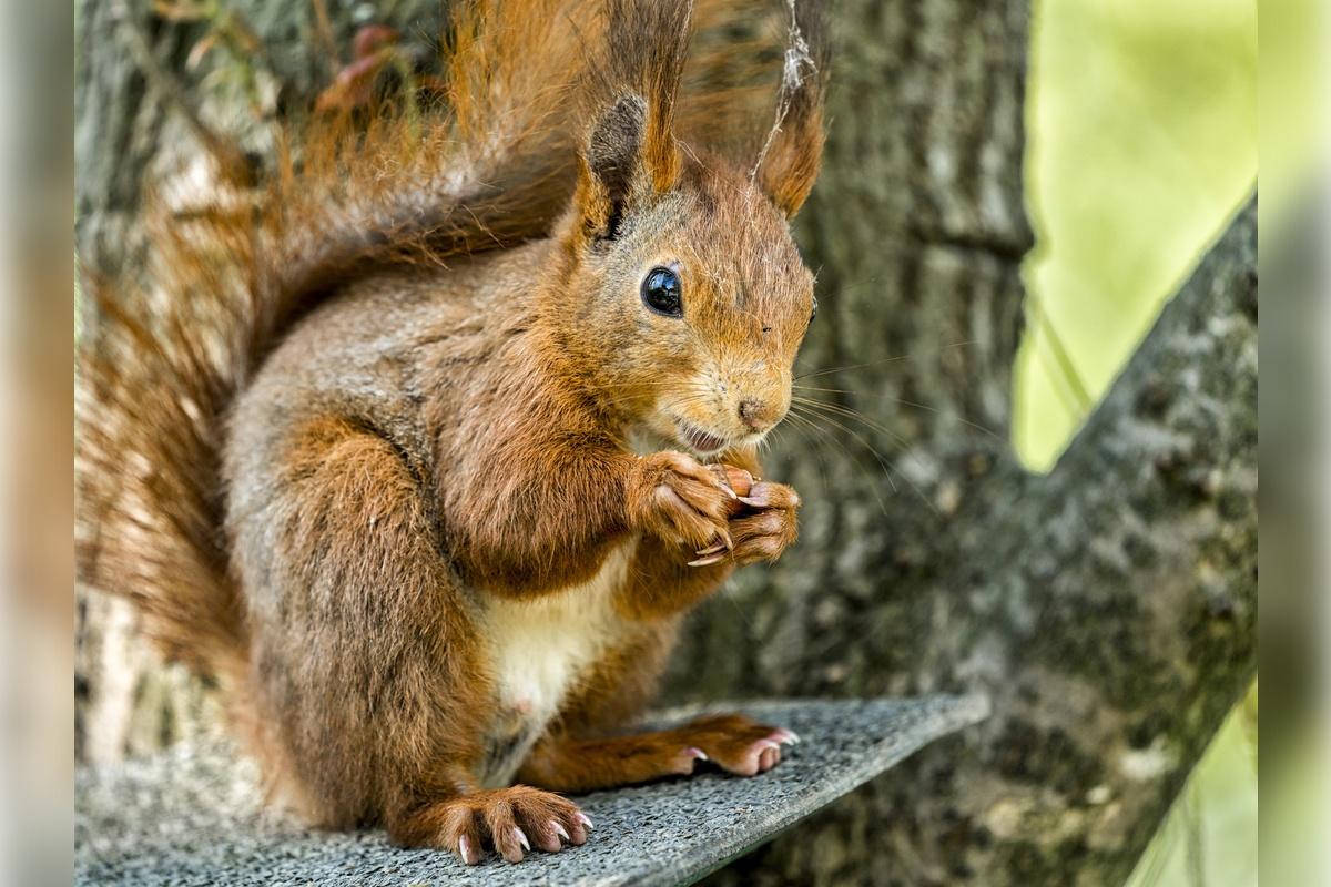 В Воронежской области бешенством заболели 12 животных с начала года