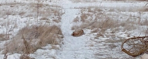 В Красноярском крае в черте города Енисейск нашли обессилевшую рысь