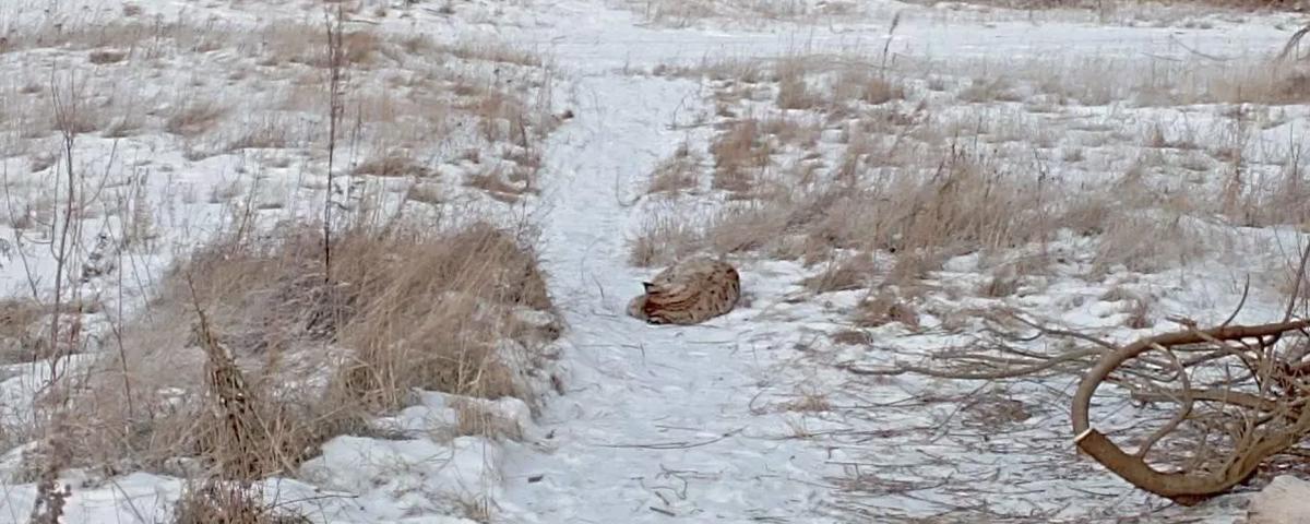 В Красноярском крае в черте города Енисейск нашли обессилевшую рысь