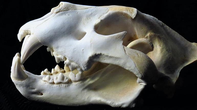 Из петербургского научного института украли ценные черепа редких животных