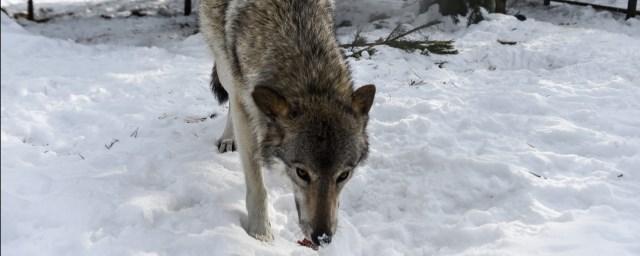 В Подмосковье зоозащитники поместили вышедшего к людям волка в приют