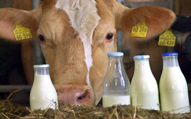 В Вологодской области растёт производство сырого молока и «сгущёнки»