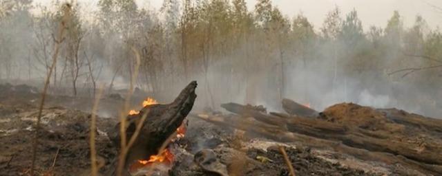 Минприроды: пожар в Рязанской области в ближайшее время будет локализован