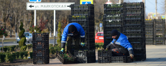 В Майкопе начали посадку 100 тысяч цветов