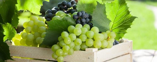 В Татарстане пройдет выставка винограда