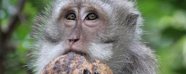 Продавцы кокосовой продукции отказались от труда обезьян