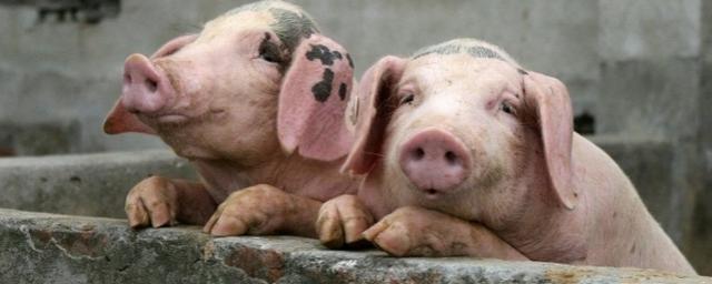 Жителя Лабытнанги оштрафовали за прогуливающихся свиней