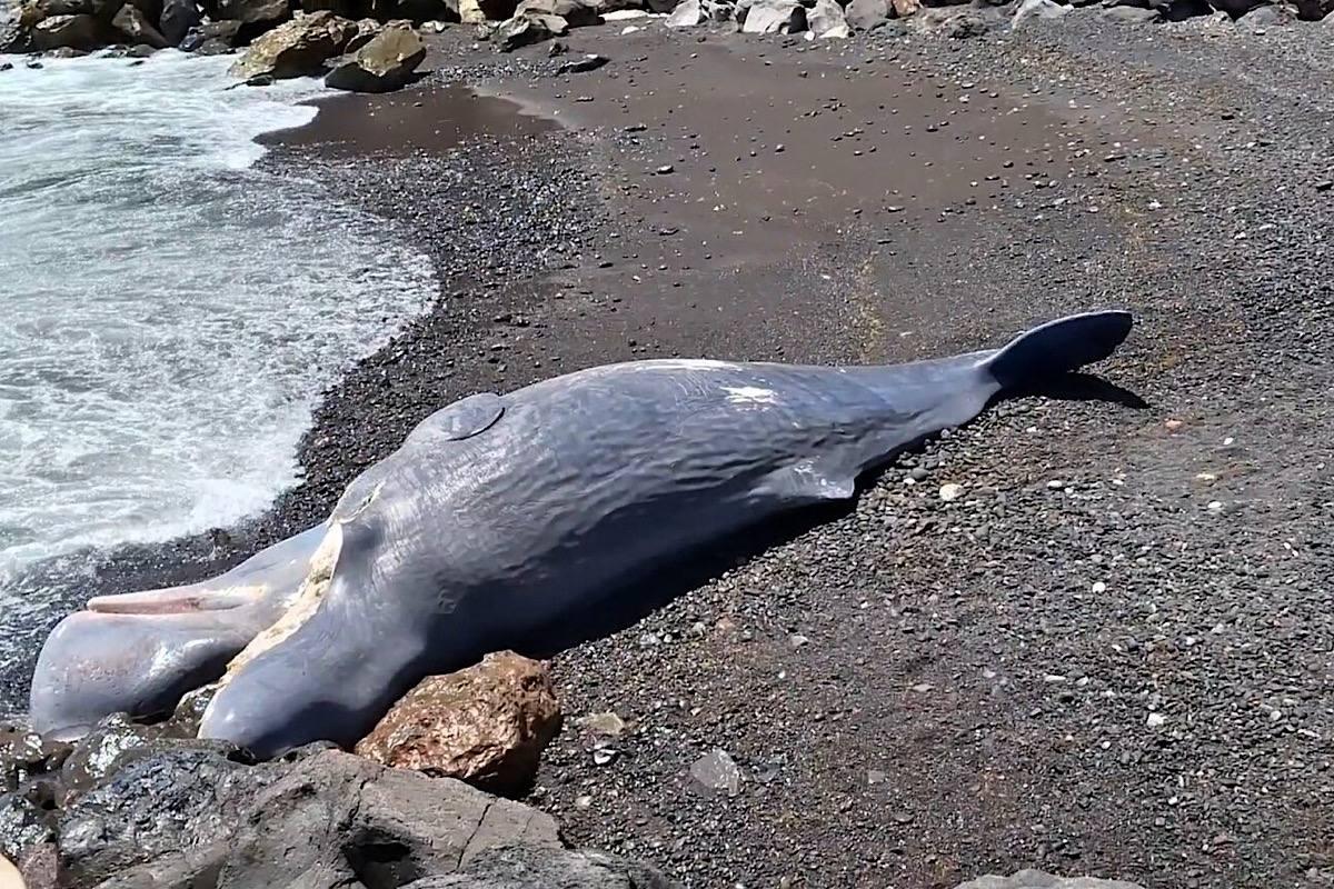 На пляже Тенерифе обнаружен мертвый кашалот: шокирующее фото с места событий