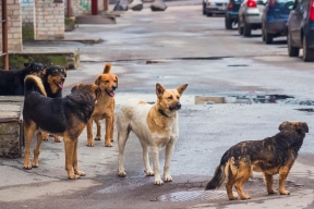 В Хакасии от бродячих собак пострадали более 1000 жителей