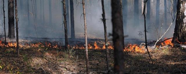 Лесные пожары в Южском районе Ивановской области тушат более 500 человек