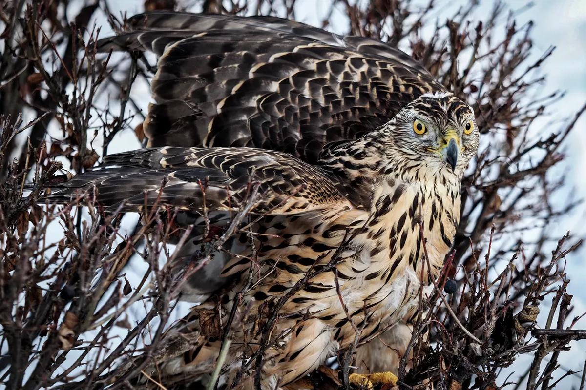 Обезумевший ястреб ранил 12 человек