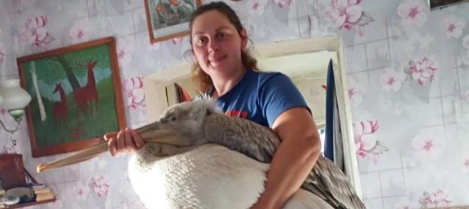 Омич спас замерзающего пеликана, согрев его в бане и накормив рыбой