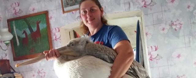 Омич спас замерзающего пеликана, согрев его в бане и накормив рыбой