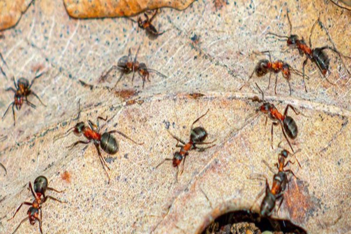 Наличие муравьев в зеленых зонах Москвы поддерживает баланс экосистемы
