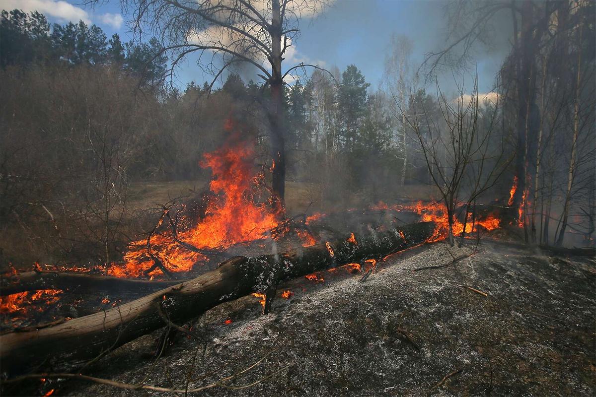 В Белоруссии допустили связь лесных пожаров с украинскими поджогами