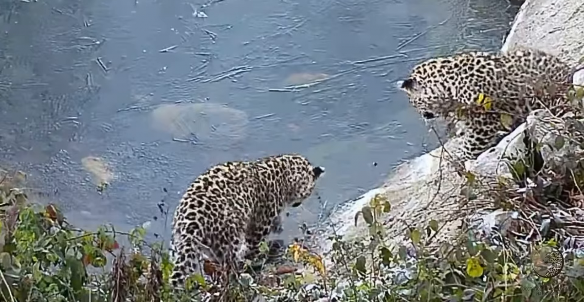 В Центре восстановления популяции леопарда на Кавказе двух молодых хищников готовят к самостоятельной жизни