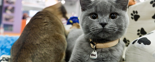 При проведении выставки кошек в тамбовском ТЦ выявлены нарушения