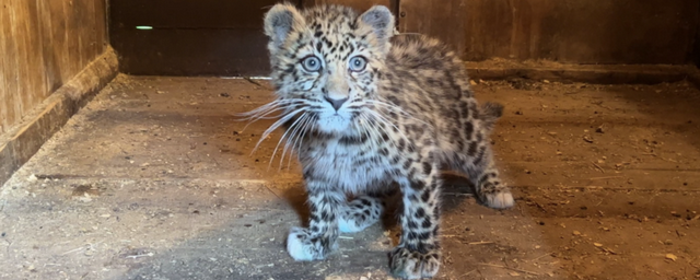 В Приморье сотрудники национального парка спасли детёныша дальневосточного леопарда