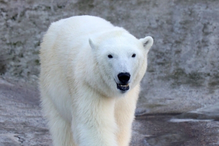 В Московском зоопарке отметят Международный день полярного медведя