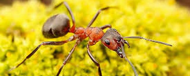 Разные виды памяти муравьям обеспечивают усики