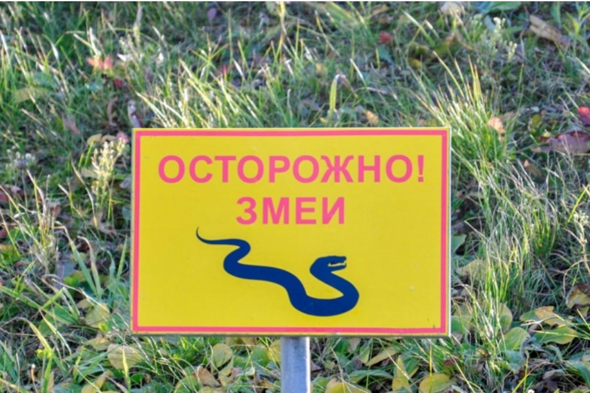 Жителей Новосибирска предупредили об опасных встречах со змеями