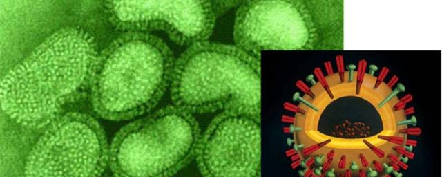 На территории Казахстана зафиксирована циркуляция двух штаммов вируса гриппа