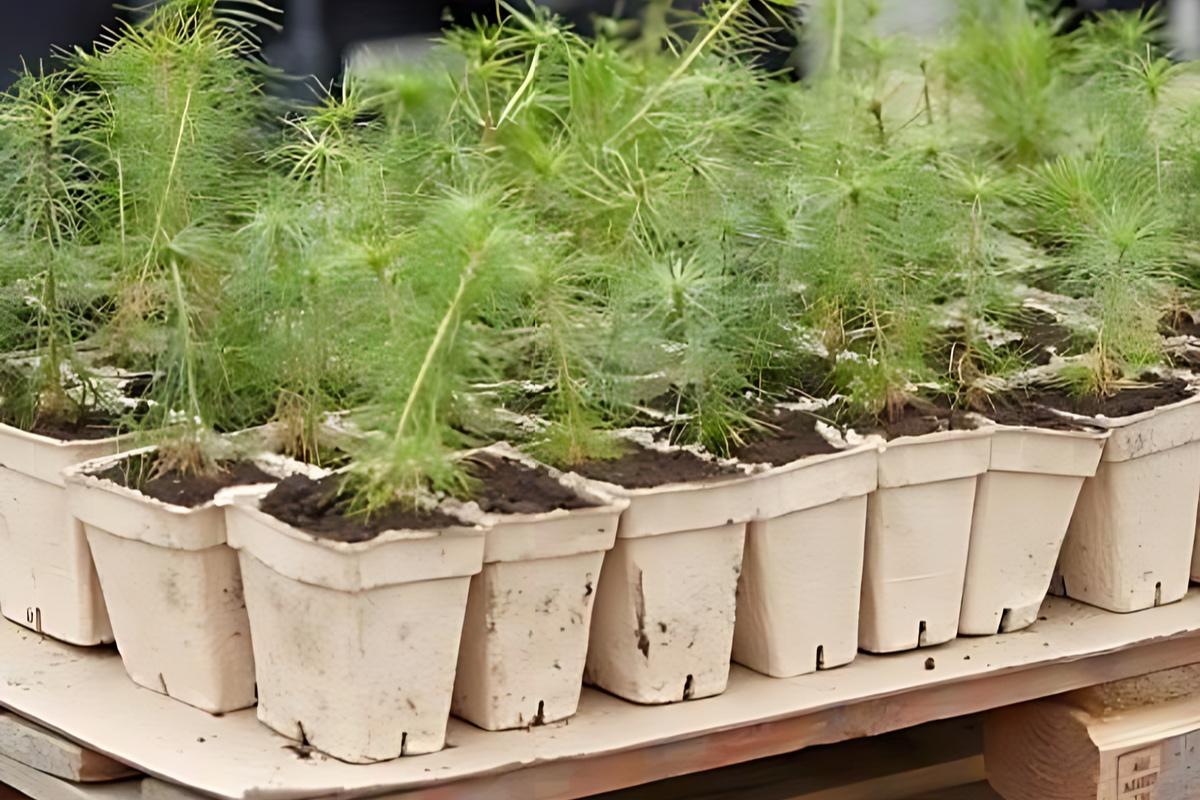 В столице Калмыкии высадят пять тысяч сосновых саженцев