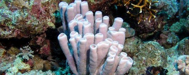 Ученые: Морские губки могут жить до тысячи лет