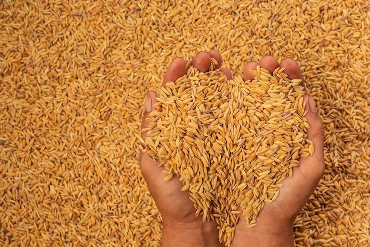 Иран вошёл в топ-5 импортёров зерна из России