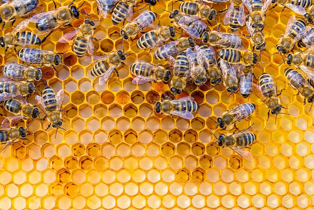 Нижегородский фермер начал промышленное производство по переработке мёда