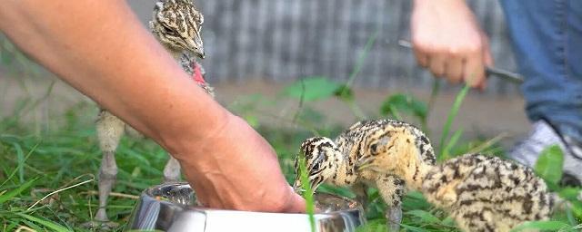 В Московском зоопарке родились птенцы редкой большой дрофы