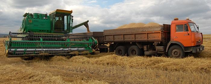 Аграрии Красноярского края  экспортировали в 2,6 раза больше зерна и рапса