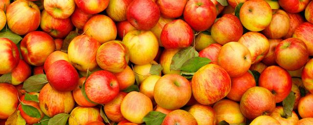 В Новосибирске нашли и уничтожили тонну санкционных яблок