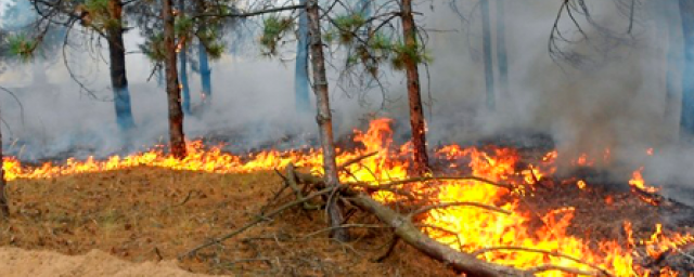 В Смоленской области ограничили посещение лесов из-за угрозы пожаров