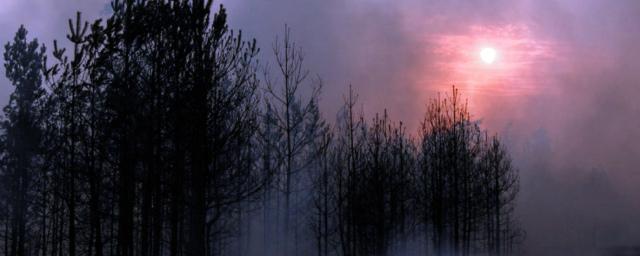 Спасатели локализовали два из трех природных пожаров в Воронежской области