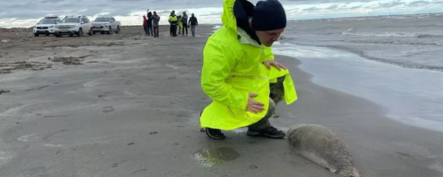 Число обнаруженных в Дагестане погибших тюленей возросло до 1700