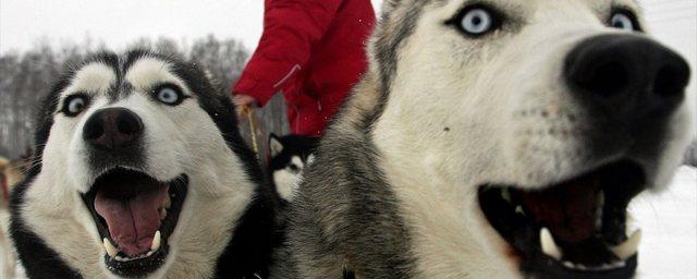 В Самаре 6 декабря пройдут соревнования по ездовому спорту